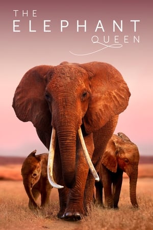 Nonton Film The Elephant Queen (2019) Terbaru Nonton Film The Elephant Queen (2019) Terbaru